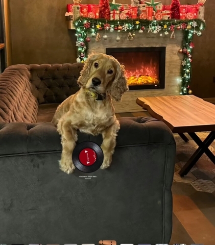 İngiliz Cocker spaniel 4 yaşında fotoğraf