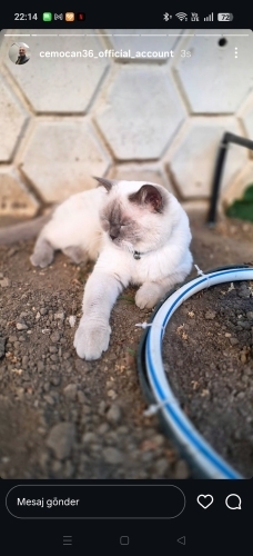Mutlu yuva arıyoruz fotoğraf