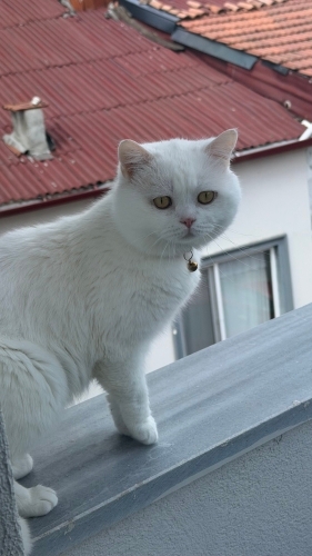 Çiftimize yuva arıyoruz fotoğraf
