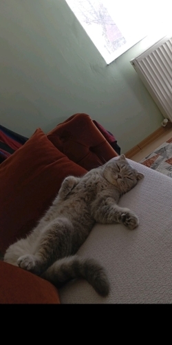 Bademe Yuva Arıyoruz fotoğraf