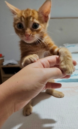 1,5 aylık Oyuncu Sarman fotoğraf