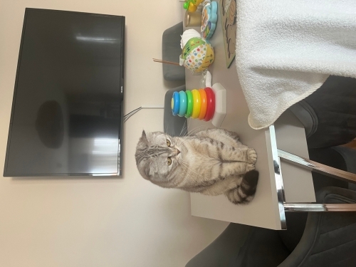 Ücretsiz sahiplendirme fotoğraf