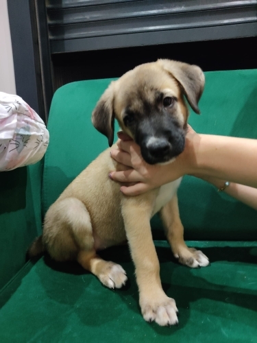 KANGAL & PORTEKİZ ÇOBAN YAVRULARI fotoğraf