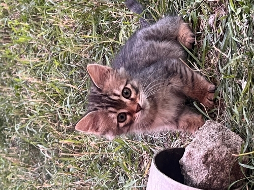 4 yavru minnoş sokak kedisi fotoğraf