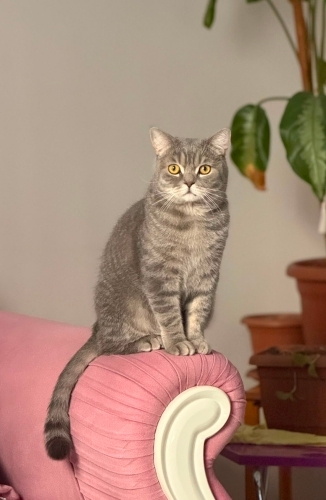 Bristish Kedi Kısırlaştırılmış fotoğraf