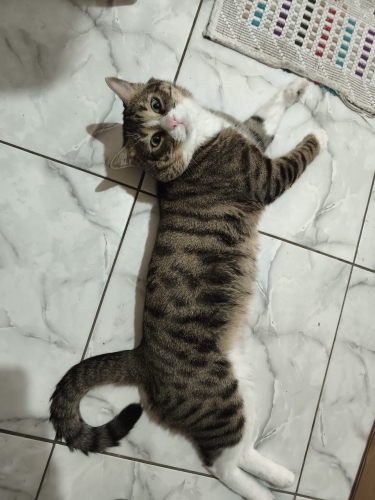Tosun tekir kedi fotoğraf