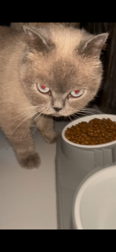 British shorthair ÜCRETSİZ SAHİPLENDİRİCEK fotoğraf