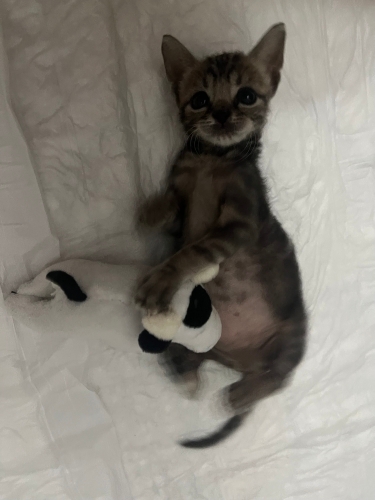 YUVA BULUNMAZSA SOKAĞA DONECEK fotoğraf