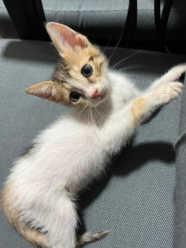 Dişi bebiş kalıcı yuvasını arıyor fotoğraf