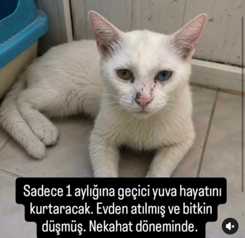 Maviş yuva arıyor fotoğraf
