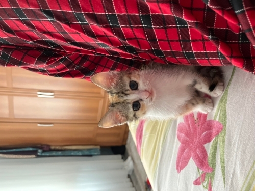 yavru minik kedi fotoğraf