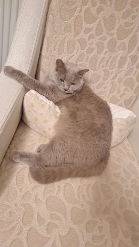 🐾 ACİL – İSTANBUL / FATİH – ÖMÜRLÜK YUVA ARIYOR 🐾 fotoğraf