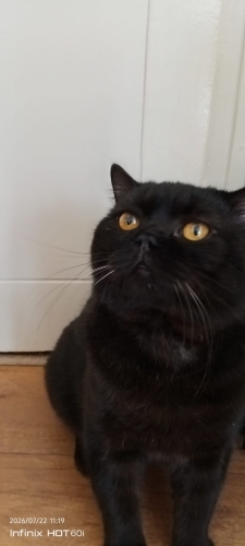 Siyah renkli british shorthair kedi fotoğraf