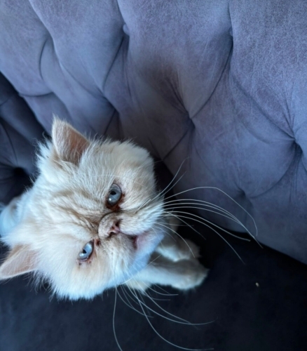 KISIR İRAN KEDİSİ (PERSIAN) fotoğraf