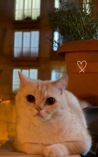 LATTE YE İYİ BAKACAK ÖMÜRLÜK YUVA ARIYORUZ fotoğraf