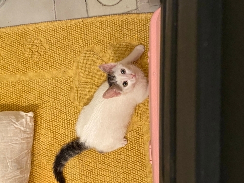 Minik dostumuza yuva arıyoruz fotoğraf