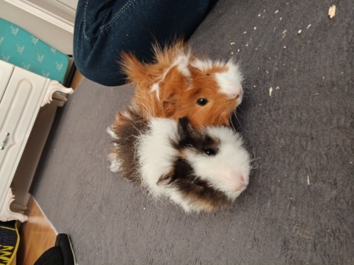 guinea pig 2 ADET DİŞİ VE ERKEK fotoğraf