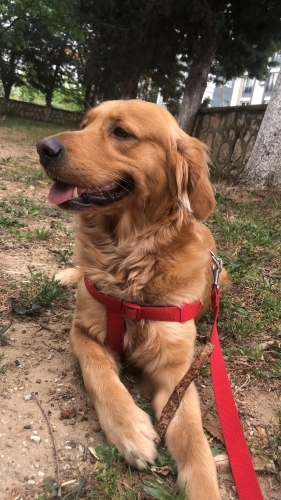 Golden retriever fotoğraf