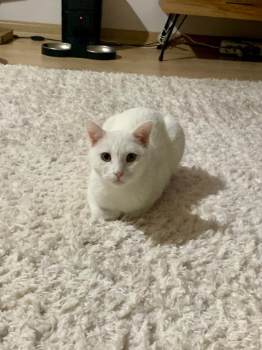 Çok uysal oyuncu fotoğraf