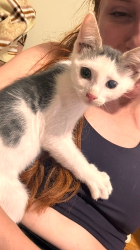 Panda bebek iç dış parazitleri yapıldı veteriner kontrolü yapıldı fotoğraf