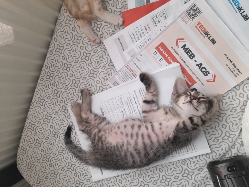 Ailenizin munzur ev kedisi fotoğraf