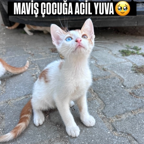 BU GÜZELLİK GERÇEK😻 AMA KİMSE İSTEMEDİ😢 fotoğraf