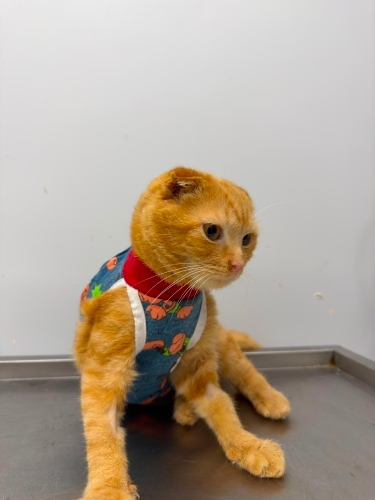 İnsan aşığı Sarı scottish fold fotoğraf