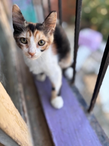 Çok insancıl calico prenses fotoğraf