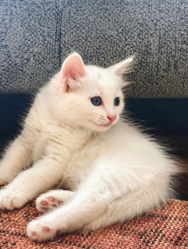 Kar taneleri yuva arıyor fotoğraf