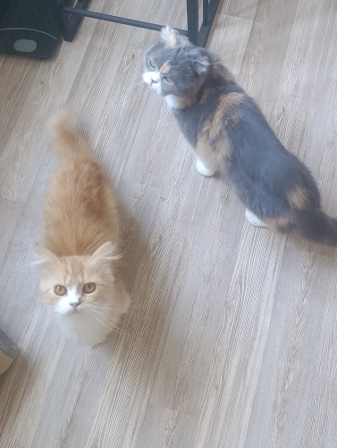🐾 Acil Yuva Aranıyor – Lina & Hera 🏡 fotoğraf
