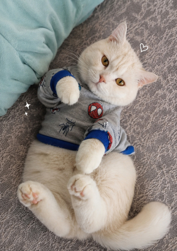 Ücretsiz sahiplenme British kedi fotoğraf