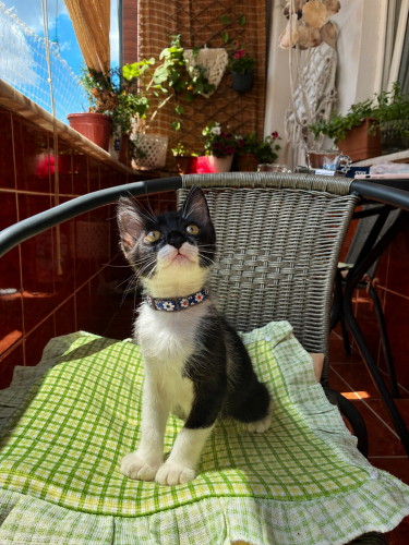 Oyuncu cana yakın bir pati fotoğraf
