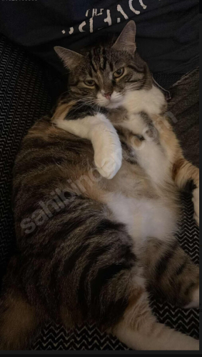 KEDİMİZİ SAHİPLENDİRME İSTİYORUZ fotoğraf