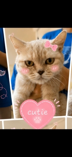 Ücretsiz sahiplenme British kedi fotoğraf