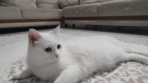 8 yaş dişi kısır kedi fotoğraf