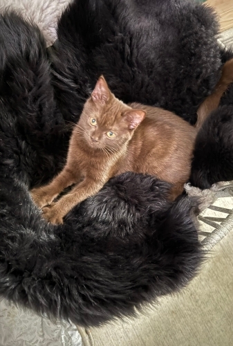 Çikolata rengi Britihs shorthair dişi yeni yuvasını arıyor fotoğraf