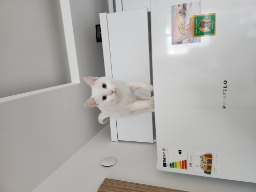 Kısırlaştırılmış Sakin ev Kedisi fotoğraf