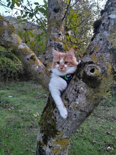 Bal kızımıza ömürlük yuvasını arıyoruz fotoğraf