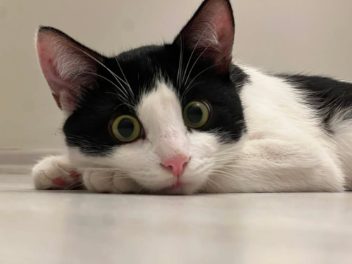 oyuncu smokin kedi fotoğraf