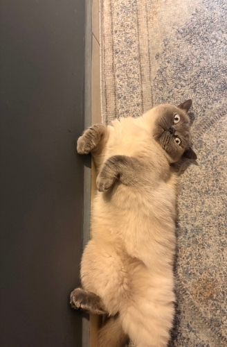 Uyumayı çok seviyor. Geceleri biraz aktif ama sevdirmeyi sever fotoğraf