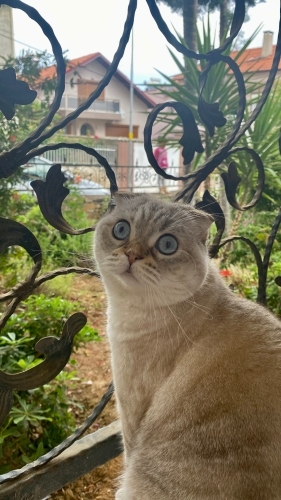 Gayet sakin ve uyumlu bir kedi fotoğraf