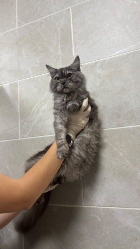 Barınağa terk edildi acil yuva arıyor fotoğraf