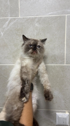 Barınağa terk edildi dişi kısır 6 aylık fotoğraf