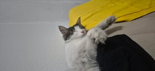 iyi bakabilecek bir yuva arıyorum fotoğraf