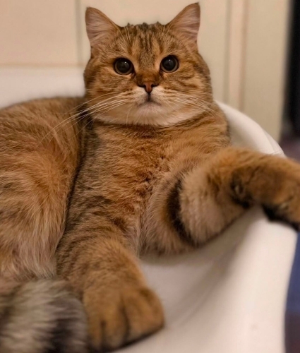 Cookie kısır 1 yaşında erkek ömürlük yuvasını arıyyor fotoğraf