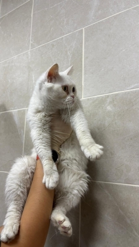 Dişi kısır 1.5 yaş barınağa terk edildi acil fotoğraf