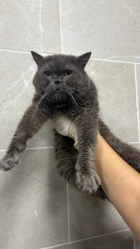 Barınağa terk edildi erkek kısır 2.5 yaş fotoğraf