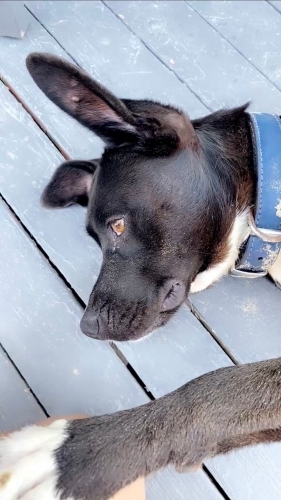 Zeytin, zeki, atletik, sosyal, aktif ve güzel bir köpektir. fotoğraf