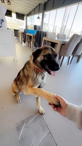 Barbie, sakin, uysal, arkadaş canlısı ve akıllı bir köpektir. fotoğraf