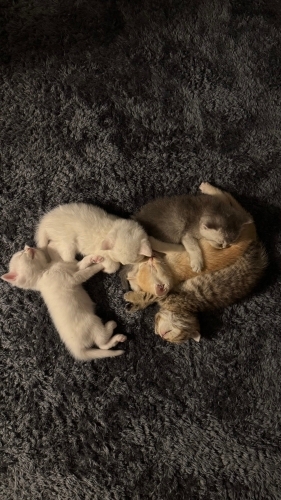 ÇOK AKILLI VE UYSALLAR fotoğraf